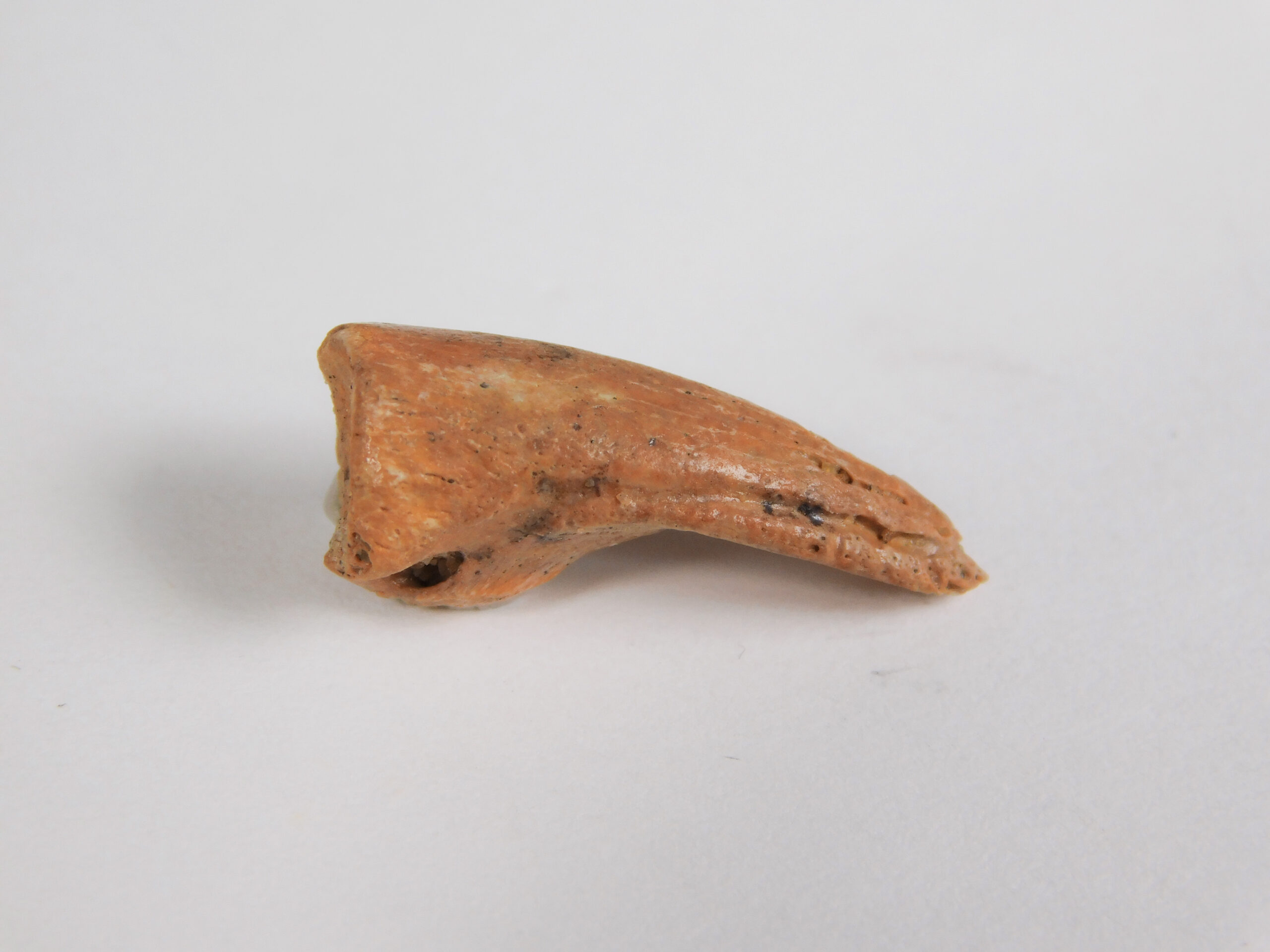 Bird Claw - Image 4