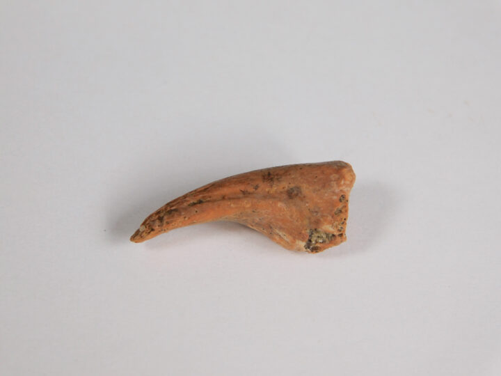 Bird Claw