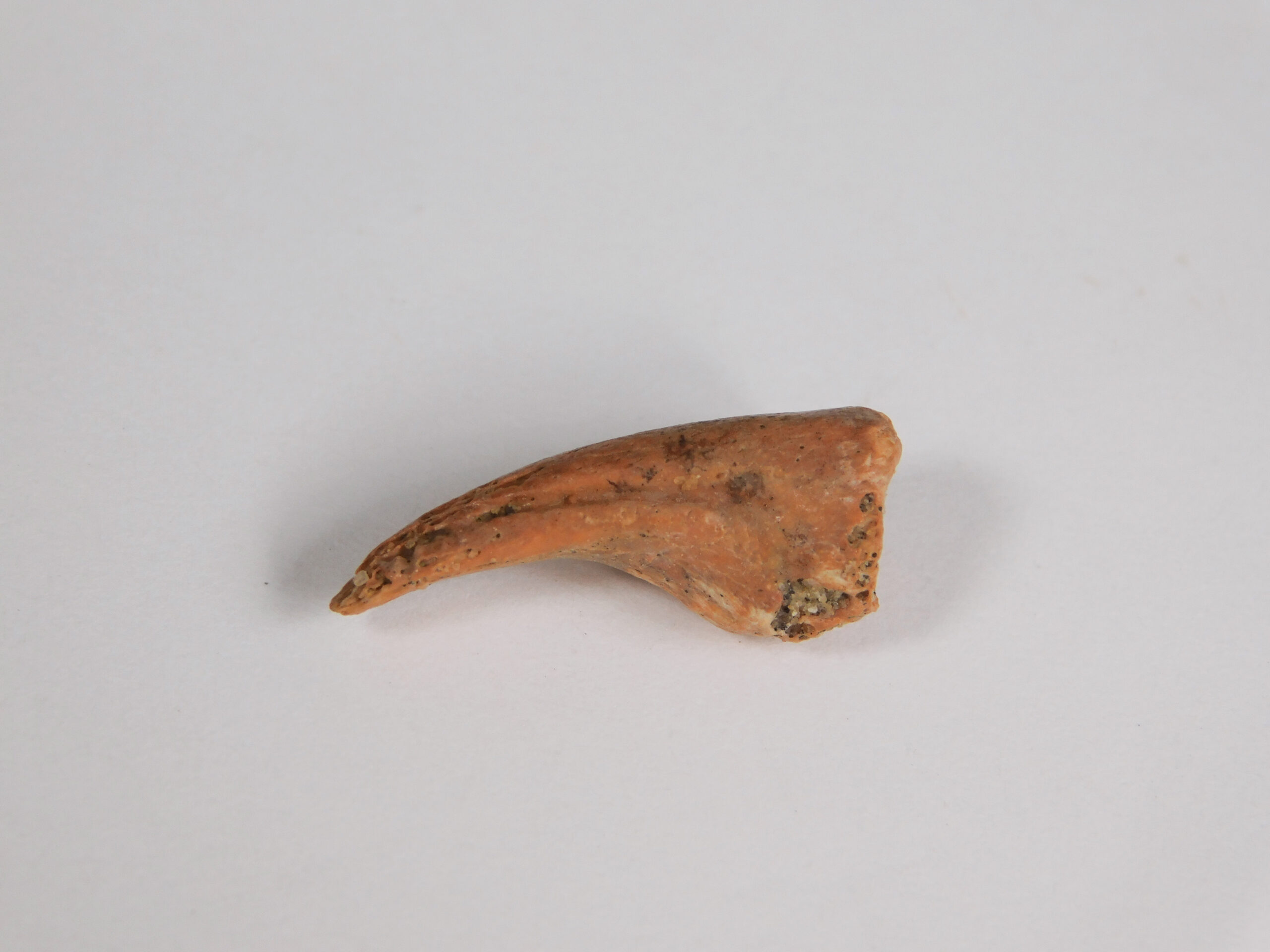 Bird Claw