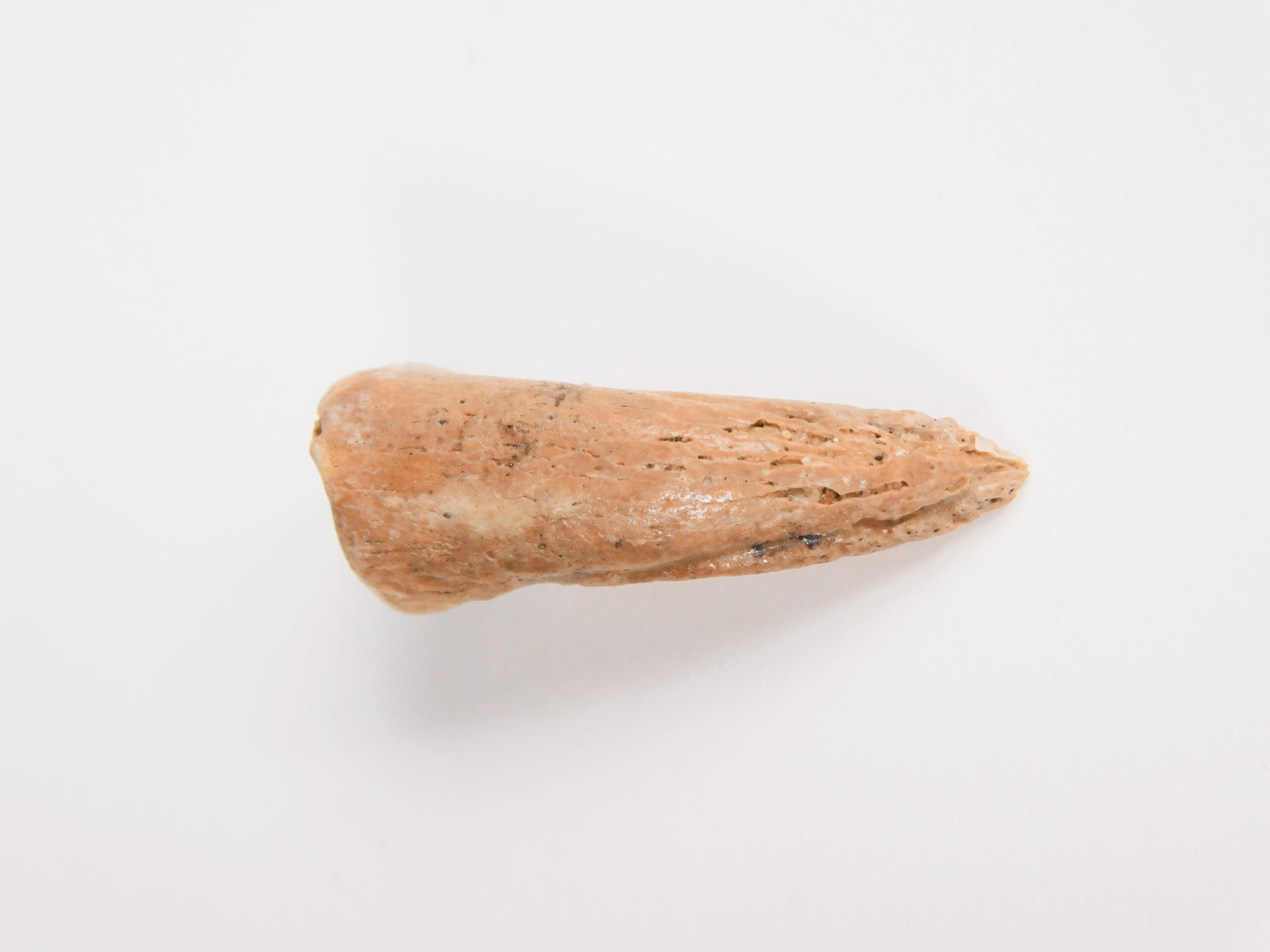Bird Claw - Image 2