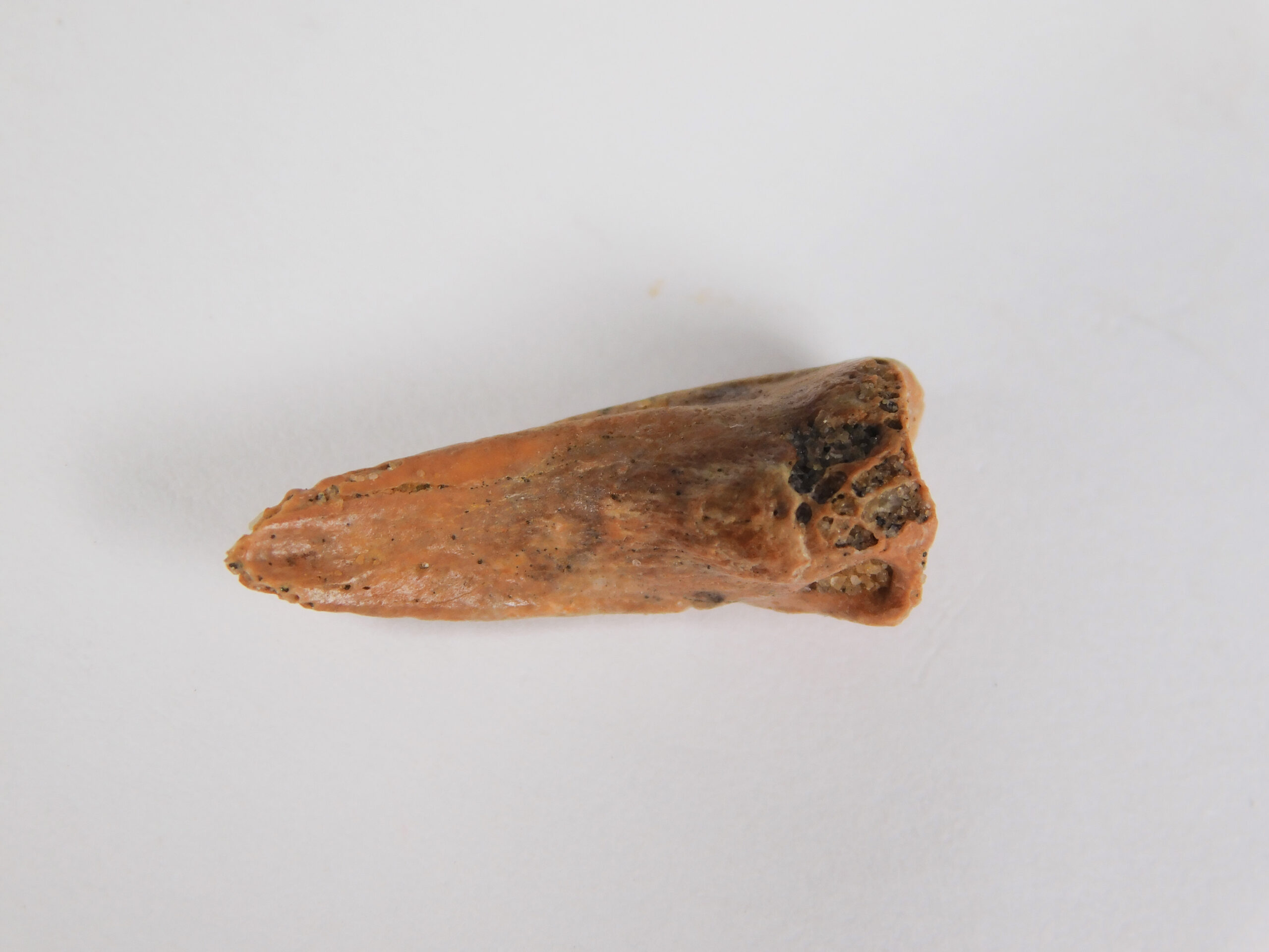 Bird Claw - Image 3