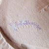 Anomalocaris saron - Image 3