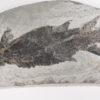 Eusthenopteron foordi (Whiteaves, 1881) - Image 4