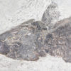 Eusthenopteron foordi (Whiteaves, 1881) - Image 5