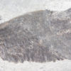 Eusthenopteron foordi (Whiteaves, 1881) - Image 6