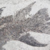 Eusthenopteron foordi (Whiteaves, 1881) - Image 7