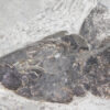 Eusthenopteron foordi (Whiteaves, 1881) - Image 8