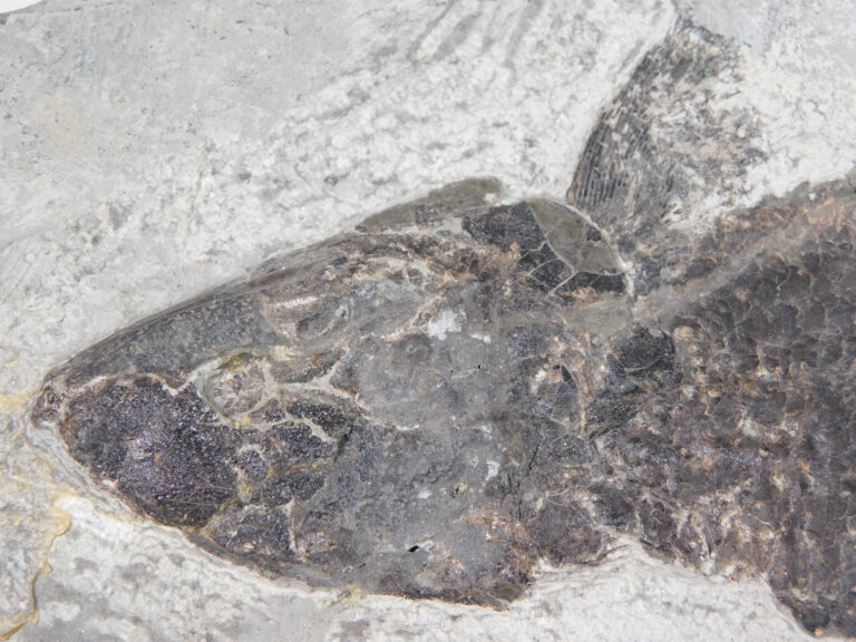Eusthenopteron foordi (Whiteaves, 1881)