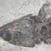 Eusthenopteron foordi (Whiteaves, 1881) - Image 9
