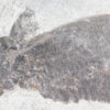 Eusthenopteron foordi (Whiteaves, 1881) - Image 10