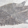 Eusthenopteron foordi (Whiteaves, 1881) - Image 11