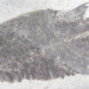 Eusthenopteron foordi (Whiteaves, 1881) - Image 12