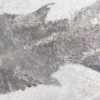 Eusthenopteron foordi (Whiteaves, 1881) - Image 13