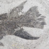Eusthenopteron foordi (Whiteaves, 1881) - Image 14