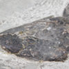 Eusthenopteron foordi (Whiteaves, 1881) - Image 15