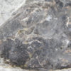 Eusthenopteron foordi (Whiteaves, 1881) - Image 16