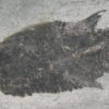 Eusthenopteron foordi (Whiteaves, 1881) - Image 2