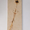 Flower - Image 6