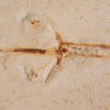 Flower - Image 3
