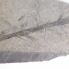Devonian plant - Image 3