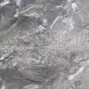 Two Lycopod cones - Lepidostrobus - Image 5