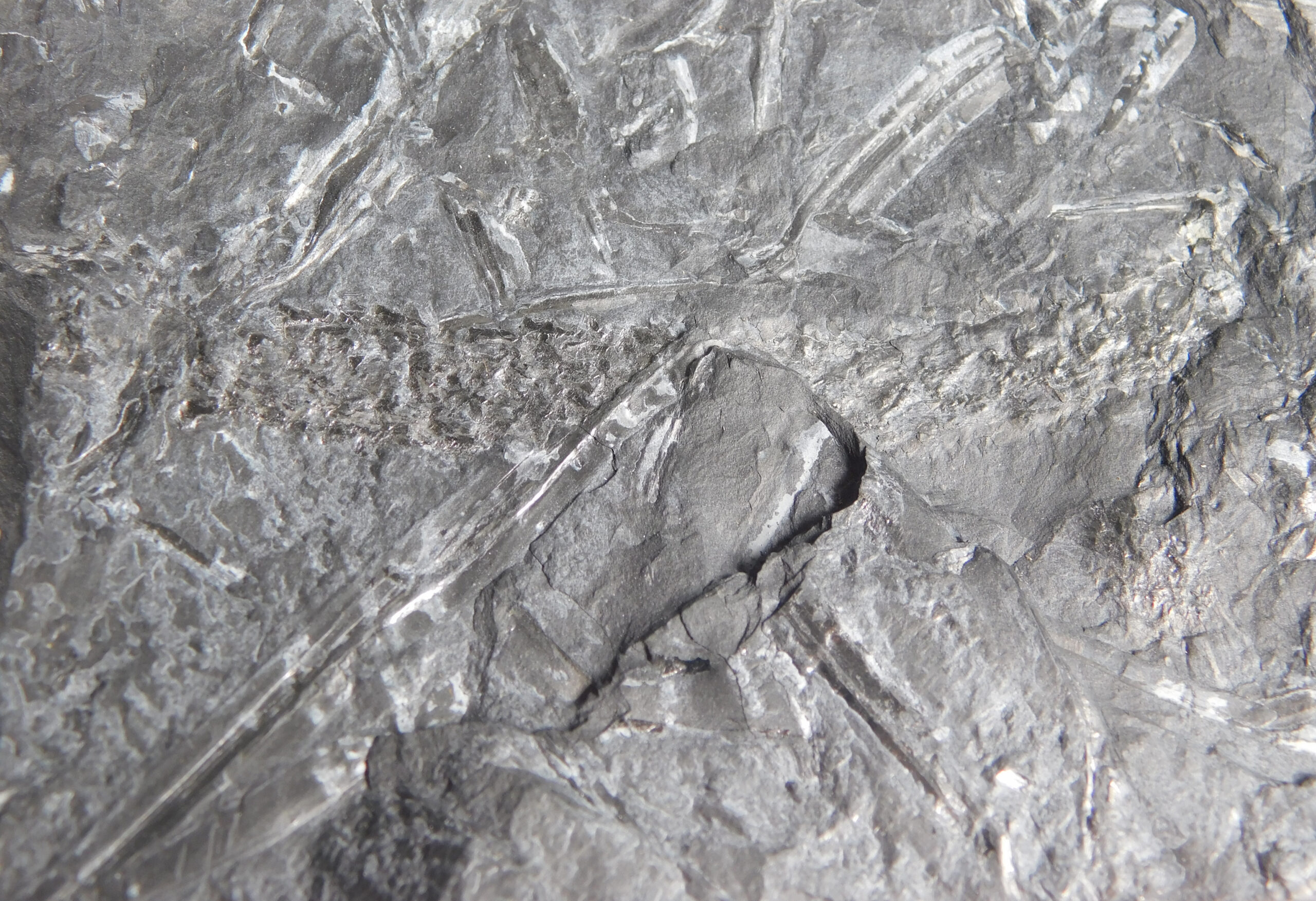 Lycopod cone - Lepidostrobus - Image 4