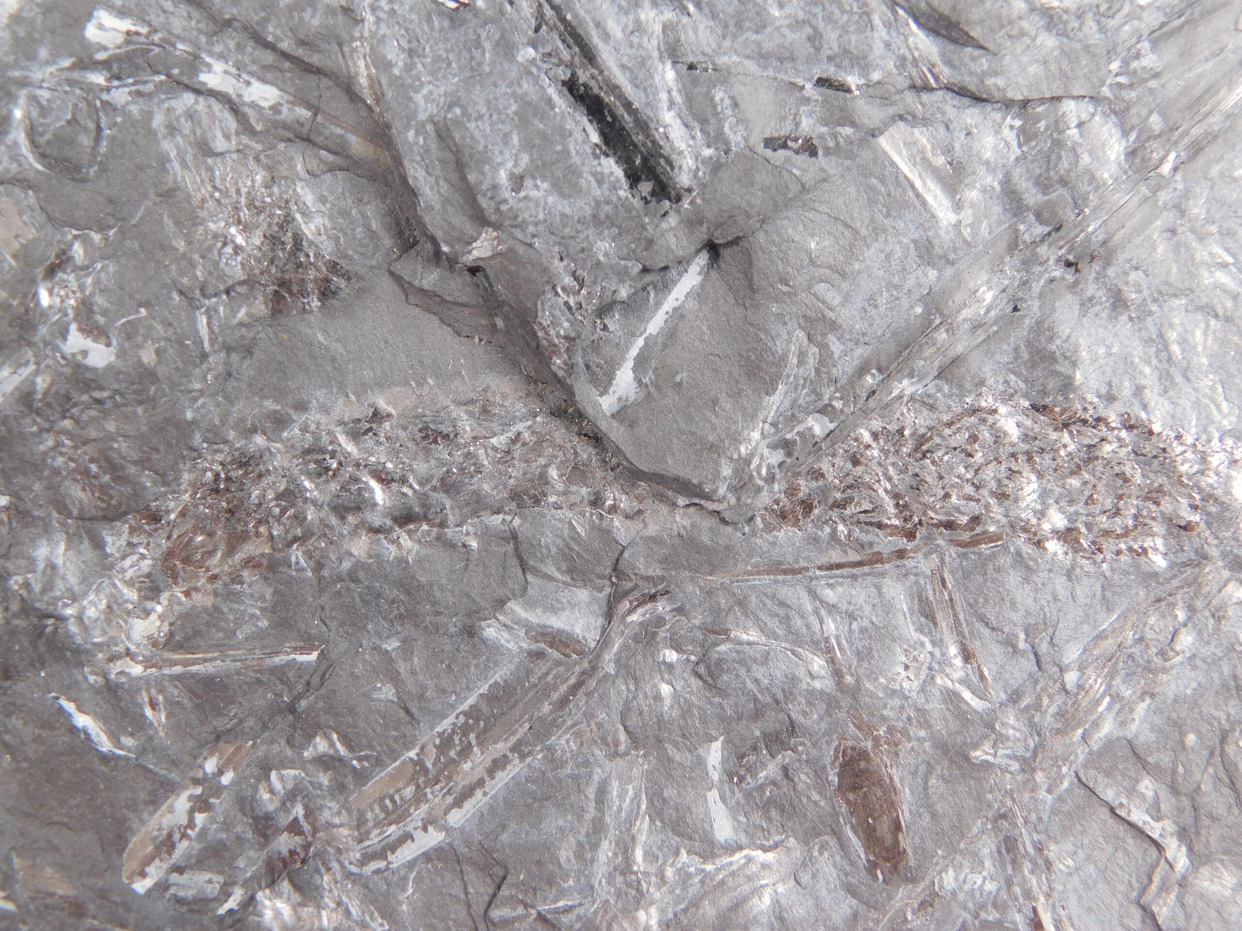 Lycopod cone - Lepidostrobus - Image 2