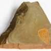 Sponge - Hamptonia christi - Image 4