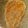 Sponge - Hamptonia christi - Image 3
