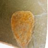 Sponge - Hamptonia christi - Image 2