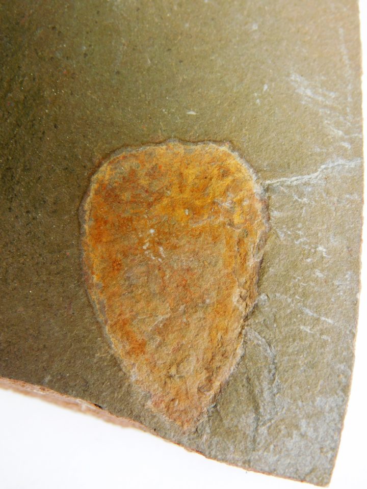 Sponge - Hamptonia christi