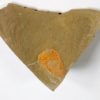 Sponge - Hamptonia christi - Image 2