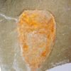 Sponge - Hamptonia christi - Image 4