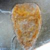 Sponge - Hamptonia christi - Image 3