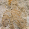 The Original - Furca bohemica - Image 4