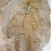 The Original - Furca bohemica - Image 5