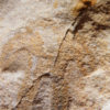 The Original - Furca bohemica - Image 2
