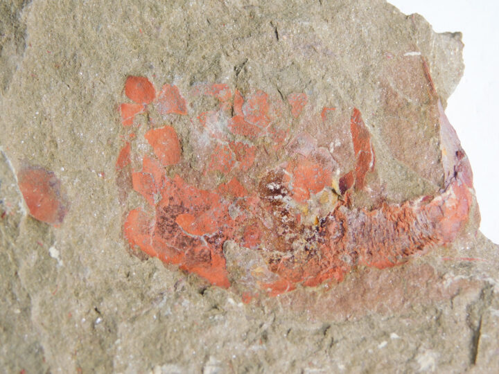 Strange flat-tailed carpoid - Plasiacystis