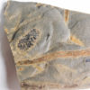 Equisetites arenaceus Jaeger 1827 - Image 4