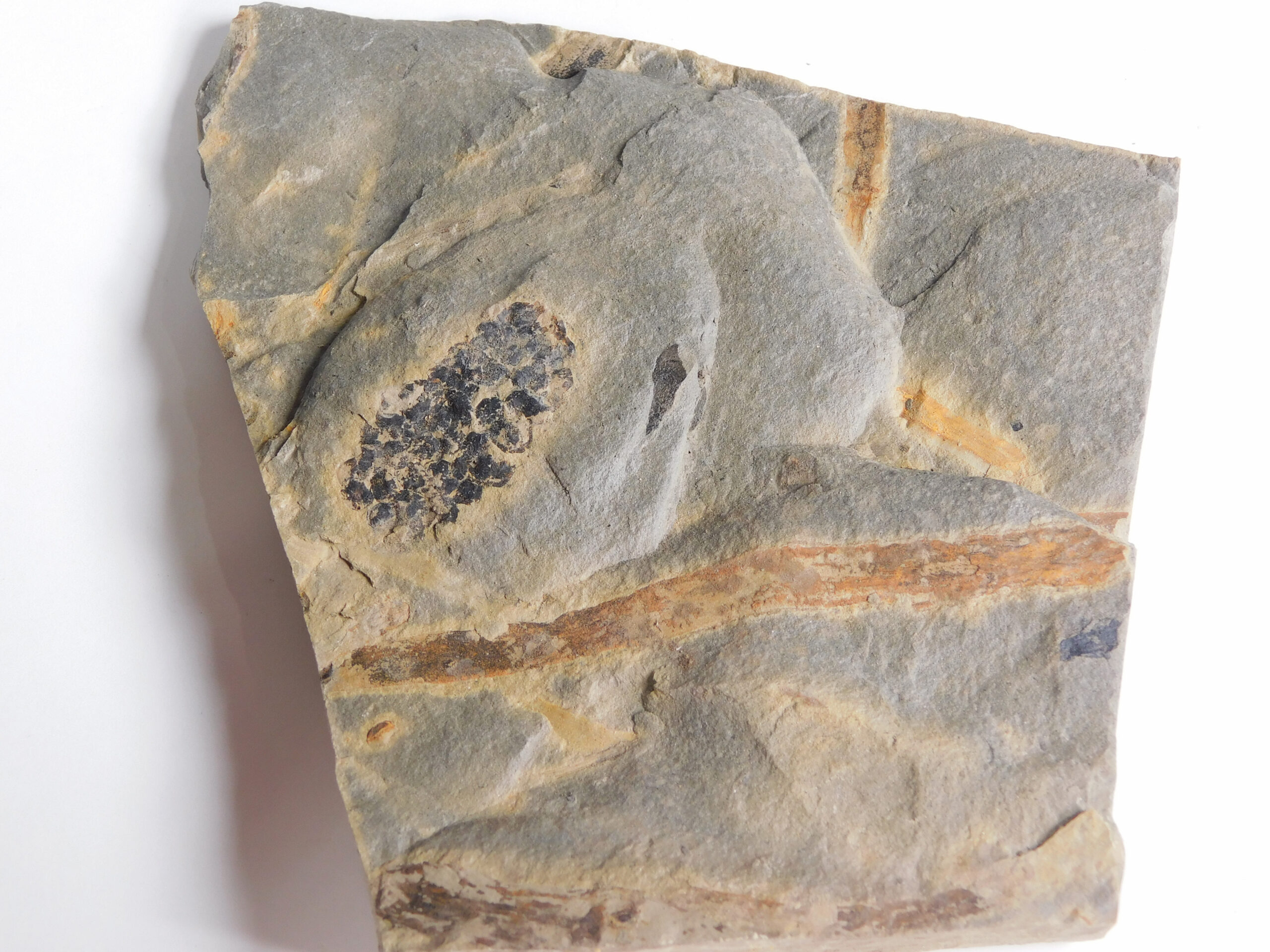 Equisetites arenaceus Jaeger 1827 - Image 3