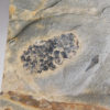 Equisetites arenaceus Jaeger 1827 - Image 5