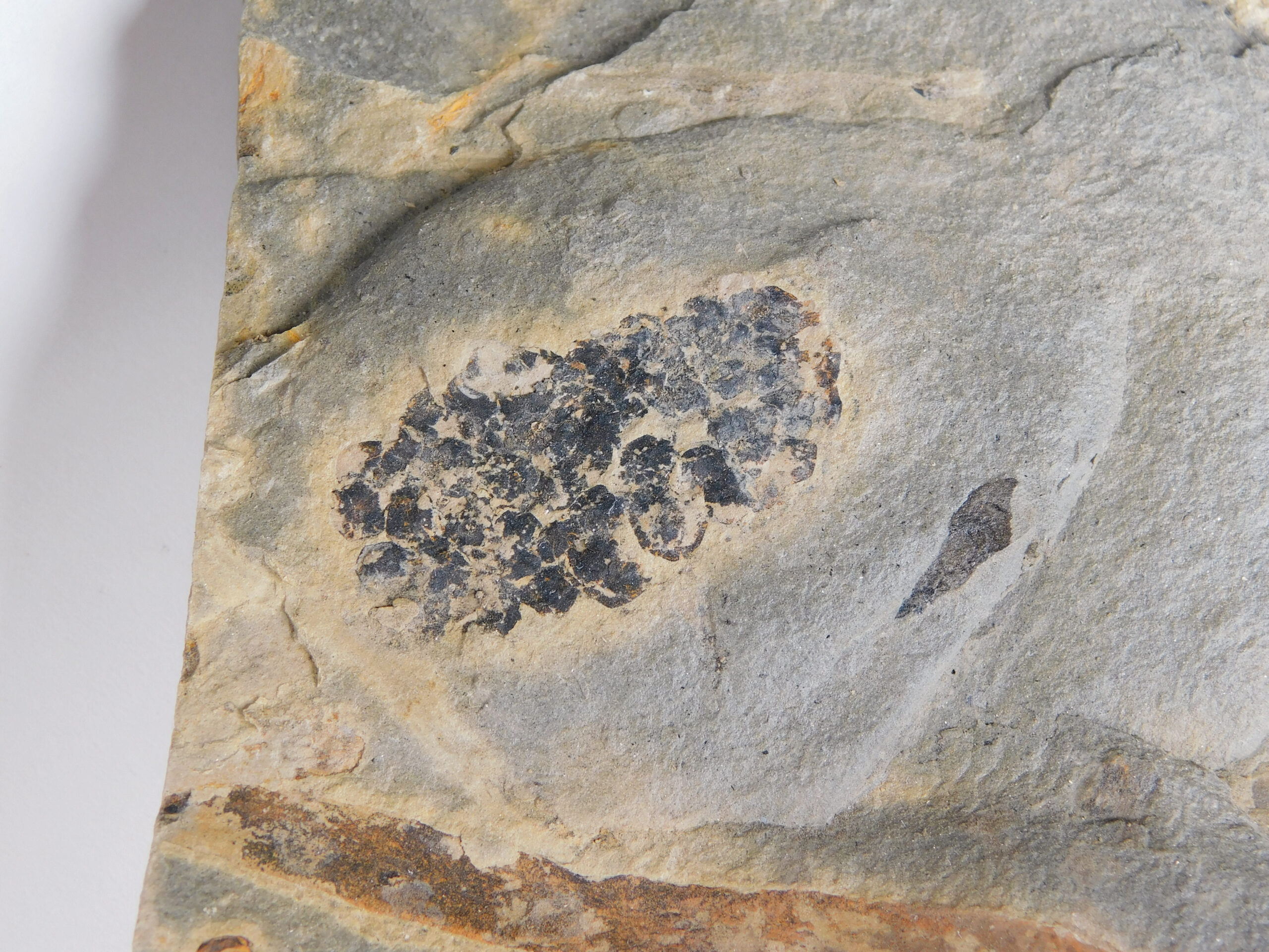 Equisetites arenaceus Jaeger 1827 - Image 4