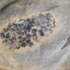 Equisetites arenaceus Jaeger 1827 - Image 6