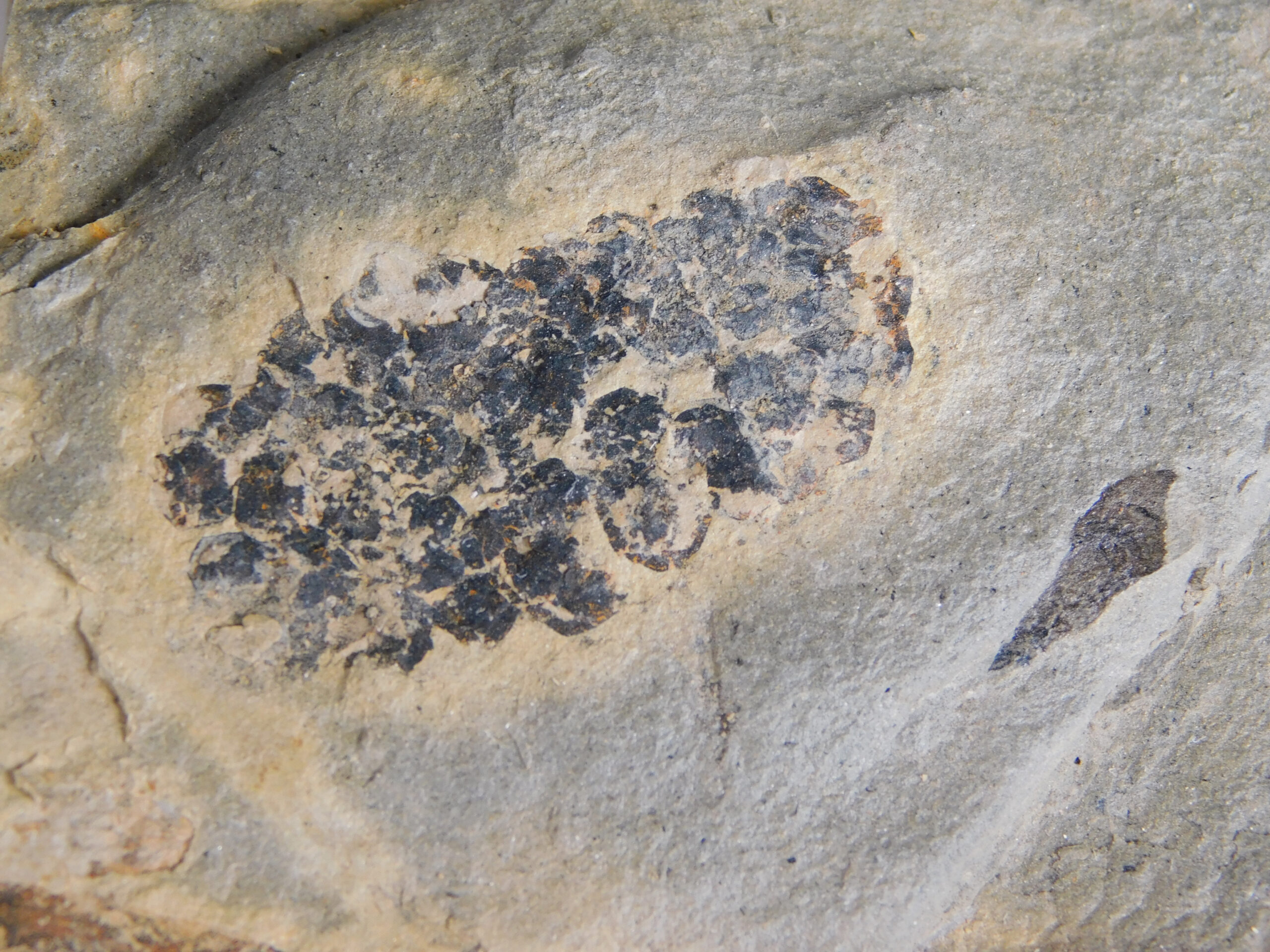 Equisetites arenaceus Jaeger 1827 - Image 5