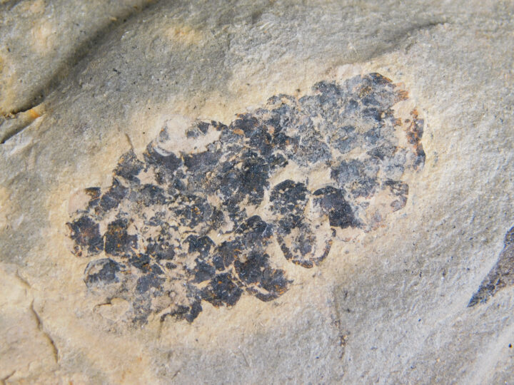Equisetites arenaceus Jaeger 1827
