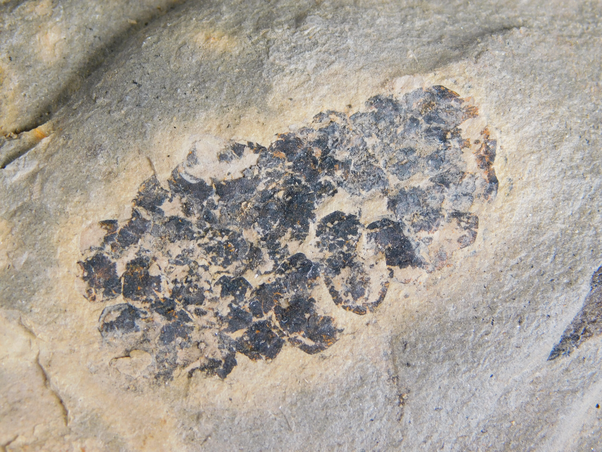 Equisetites arenaceus Jaeger 1827