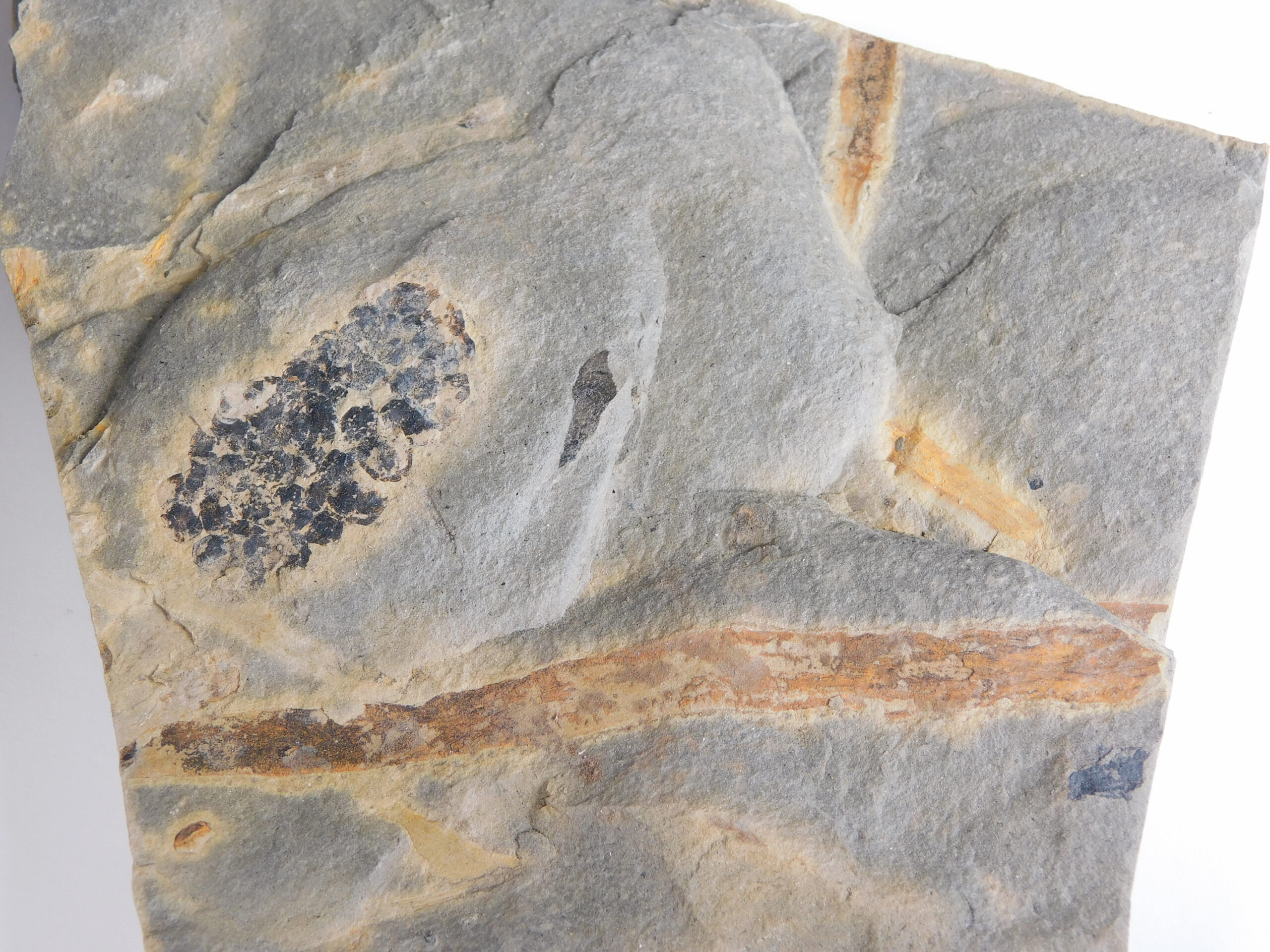 Equisetites arenaceus Jaeger 1827 - Image 2
