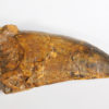 Tarbosaurus bataar - Image 3