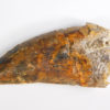 Tarbosaurus bataar - Image 4