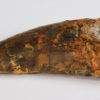 Tarbosaurus bataar - Image 5